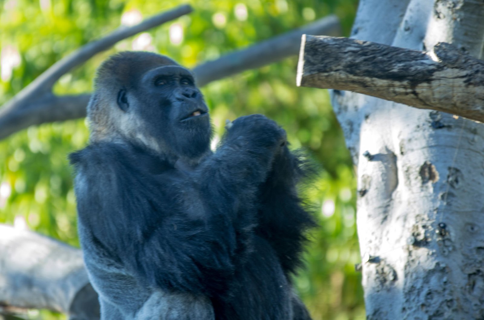 San Diego Zoo Part I 143